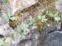 English Cinquefoil