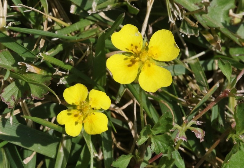 English Cinquefoil photo 2