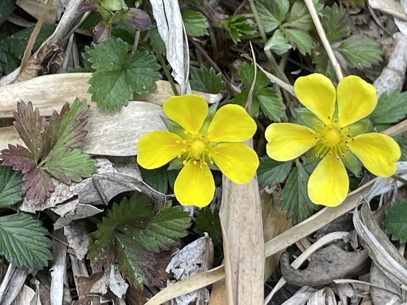 English Cinquefoil photo 3