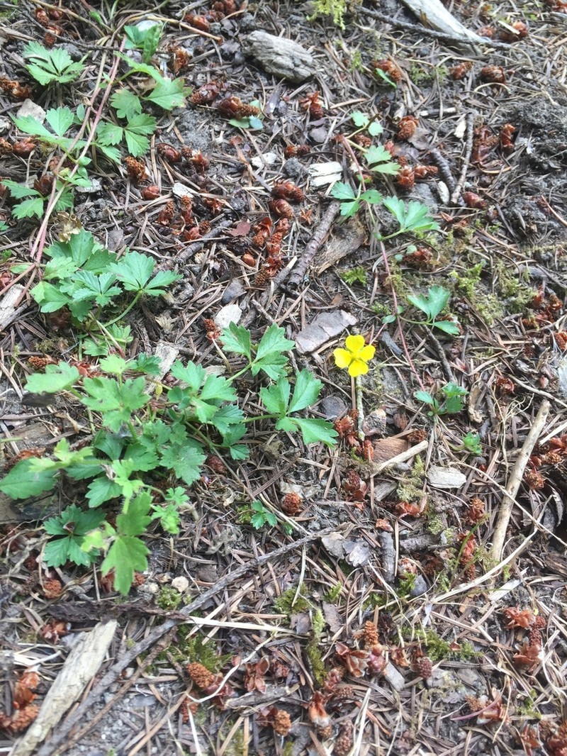English Cinquefoil photo 4