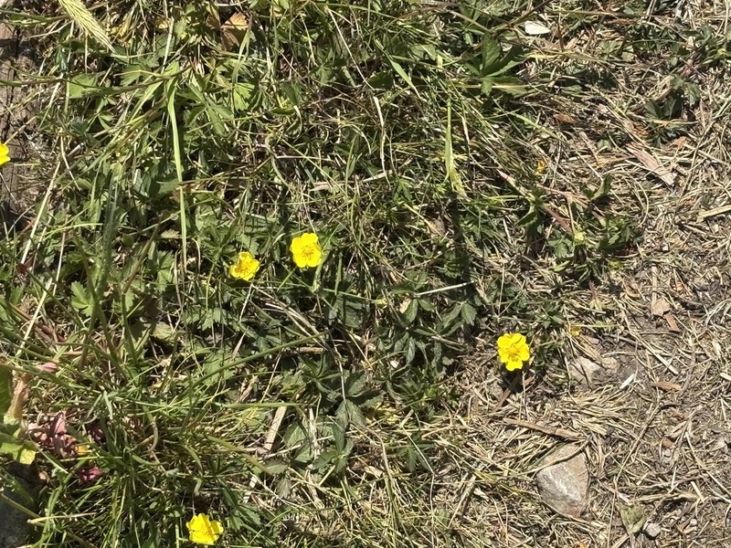 English Cinquefoil photo 5