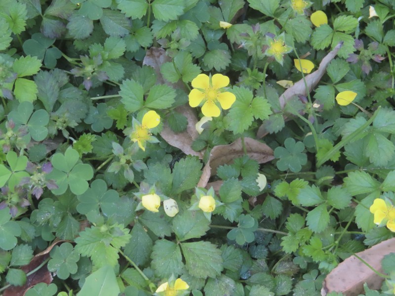 English Cinquefoil photo 6