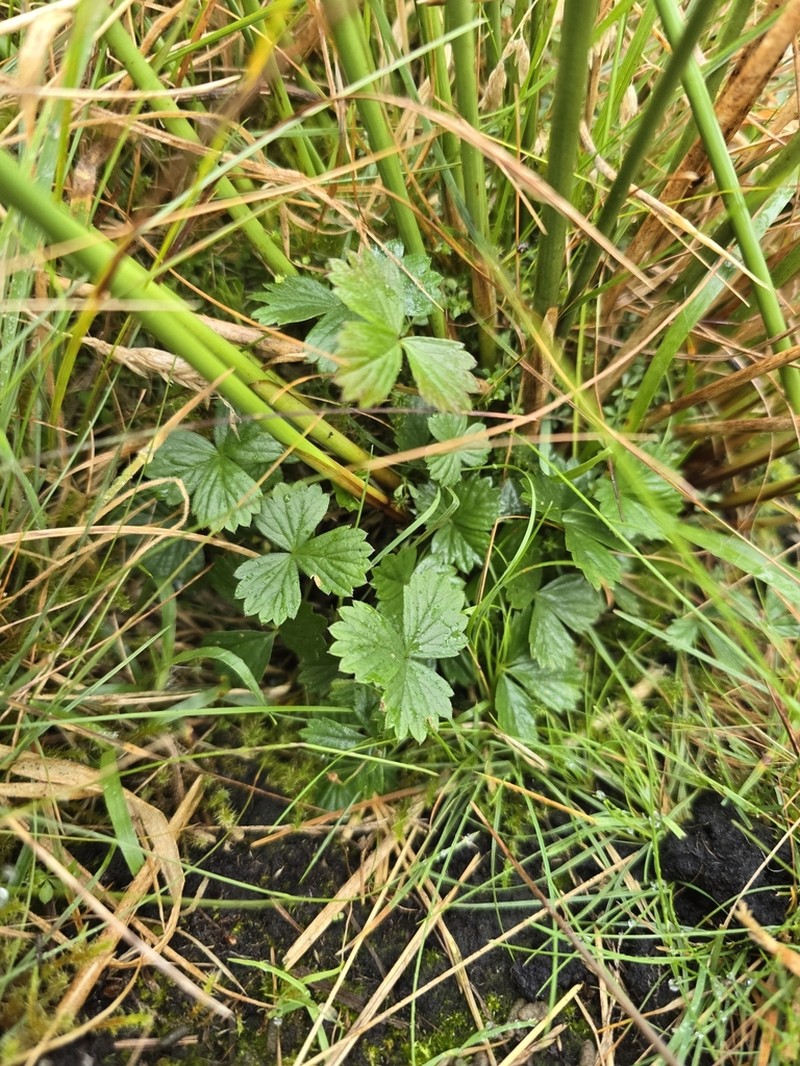English Cinquefoil photo 7