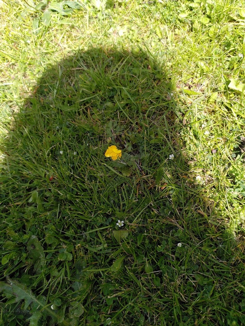English Cinquefoil photo 8