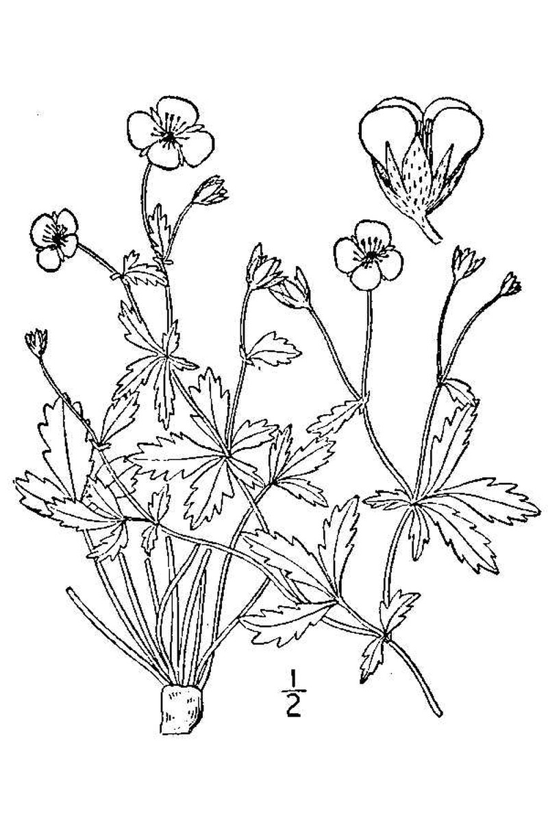 English Cinquefoil photo 4