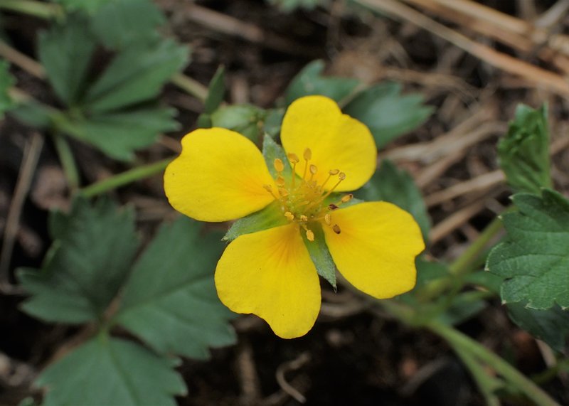 English Cinquefoil photo 5