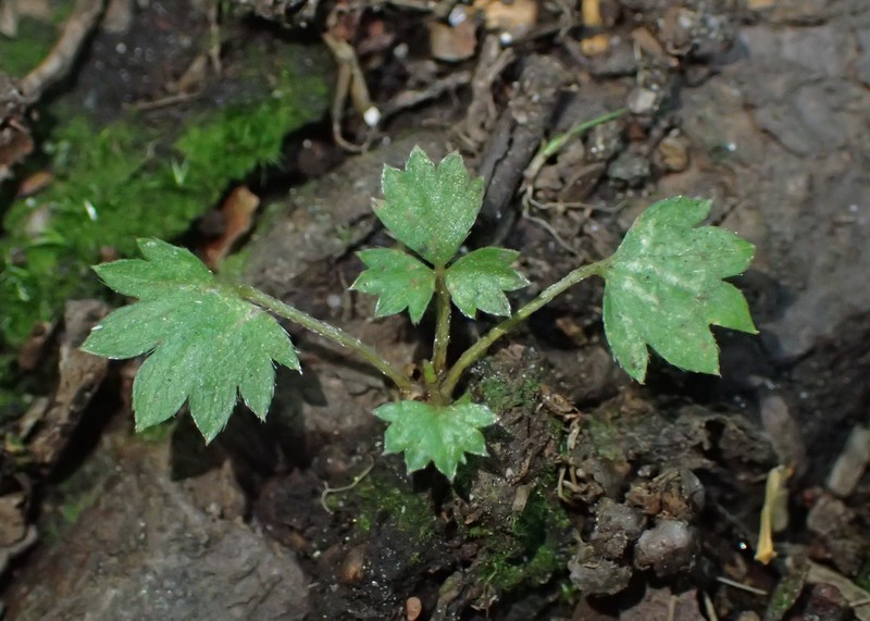 English Cinquefoil photo 2
