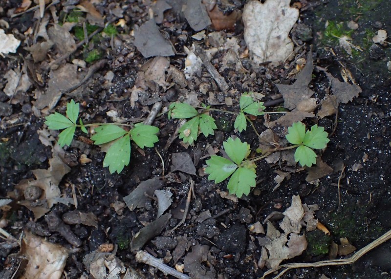 English Cinquefoil photo 3