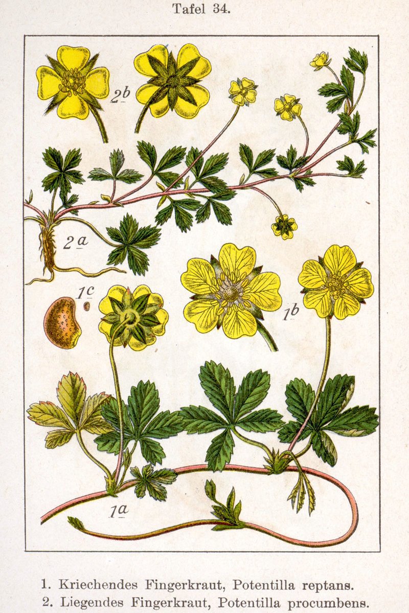 English Cinquefoil photo 6