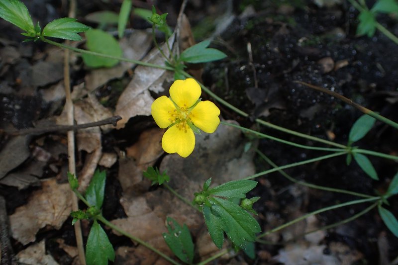 English Cinquefoil photo 7