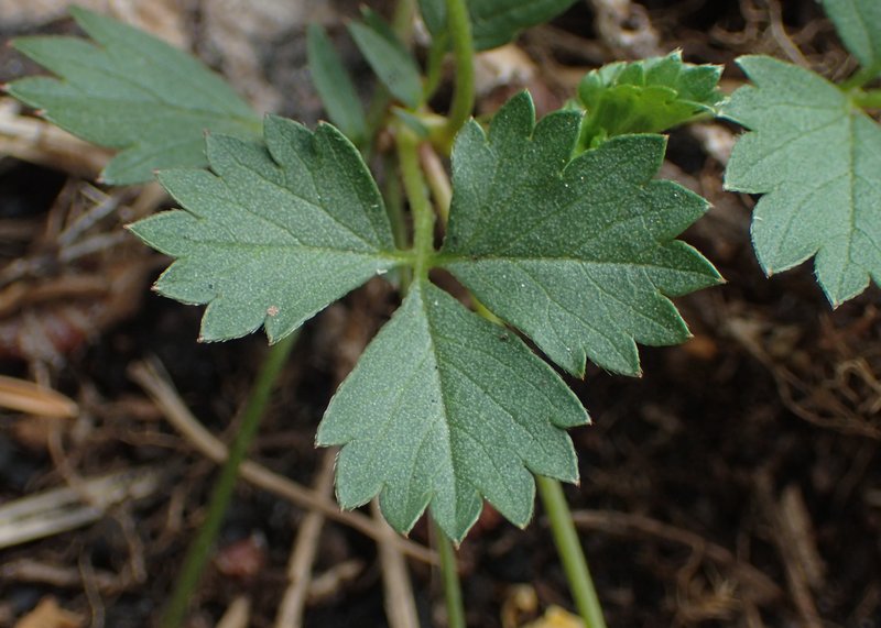 English Cinquefoil photo 8