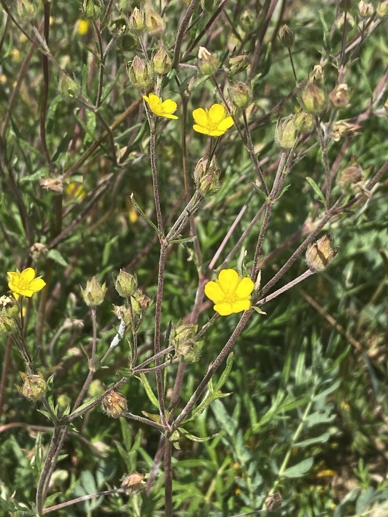 Potentilla angustiloba