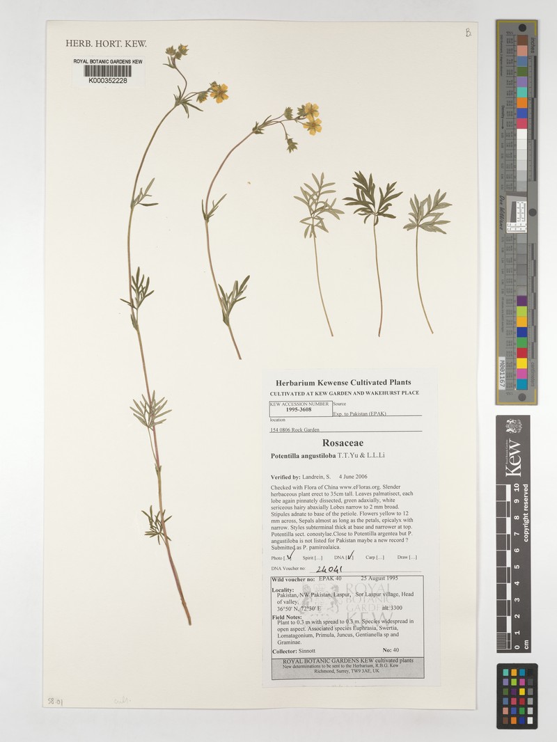 Potentilla angustiloba photo 3