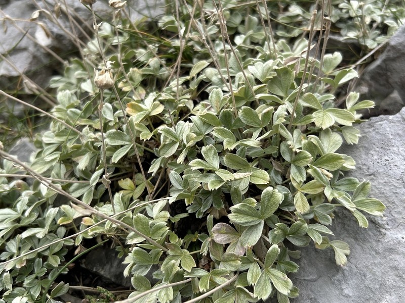 Potentilla apennina