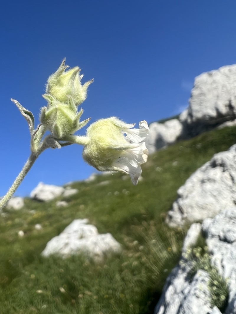 Potentilla apennina photo 2