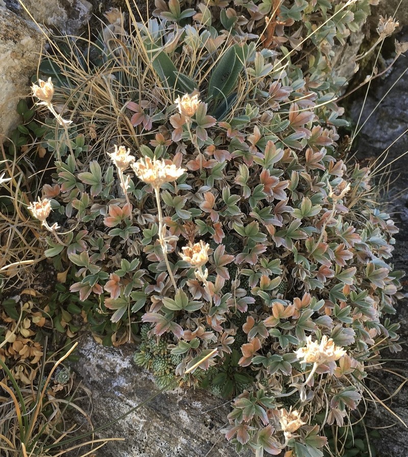 Potentilla apennina photo 3