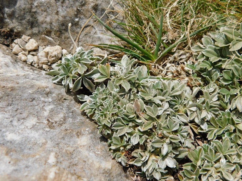 Potentilla apennina photo 5