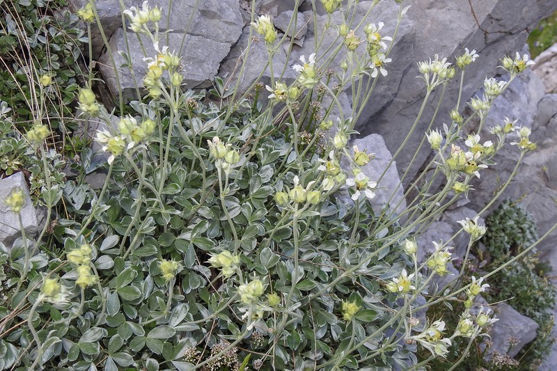 Potentilla apennina photo 8