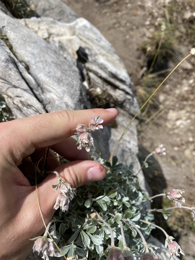 Potentilla apennina subsp. stojanovii