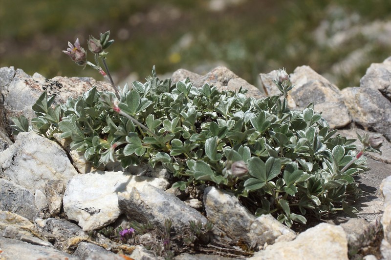 Potentilla apennina subsp. stojanovii photo 2