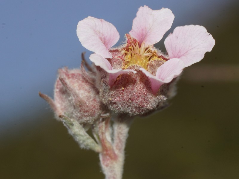 Potentilla apennina subsp. stojanovii photo 3