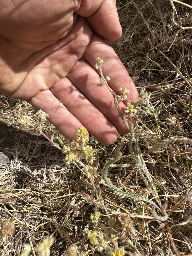 Sierra Valley Mousetail