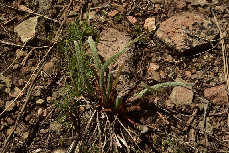 Sierra Valley Mousetail photo 7