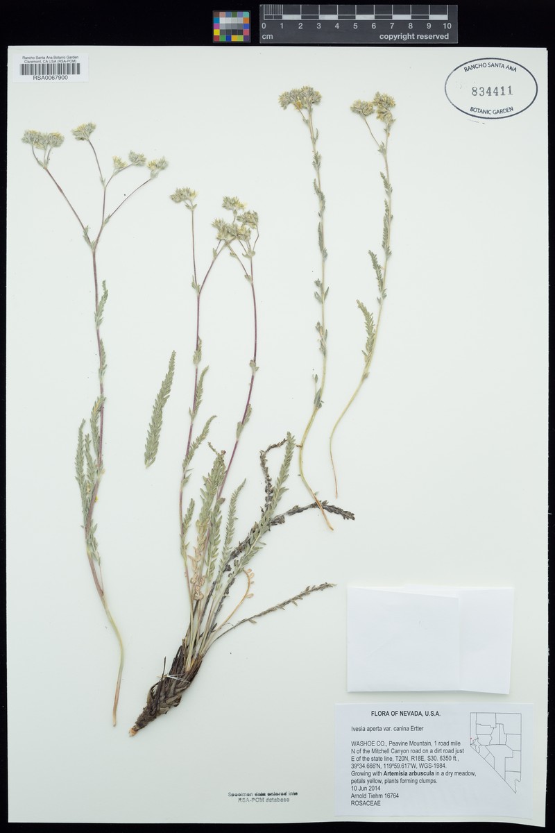 Potentilla aperta var. canina photo 5