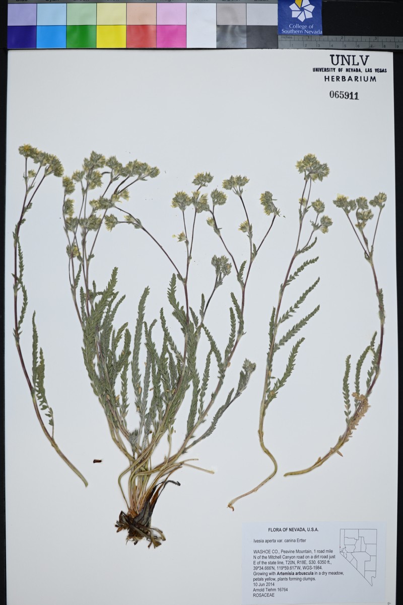 Potentilla aperta var. canina photo 6