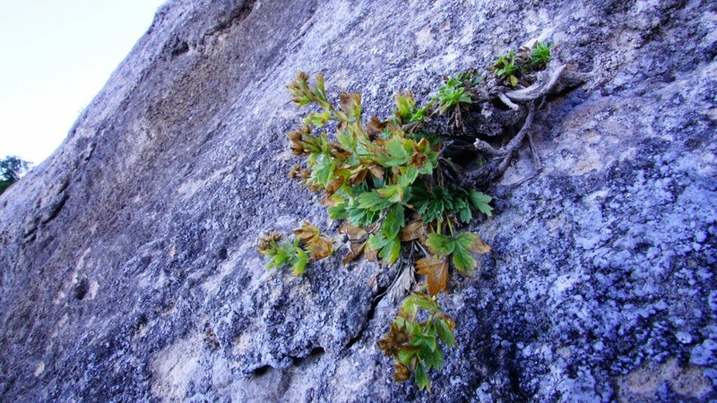 Potentilla arcadiensis