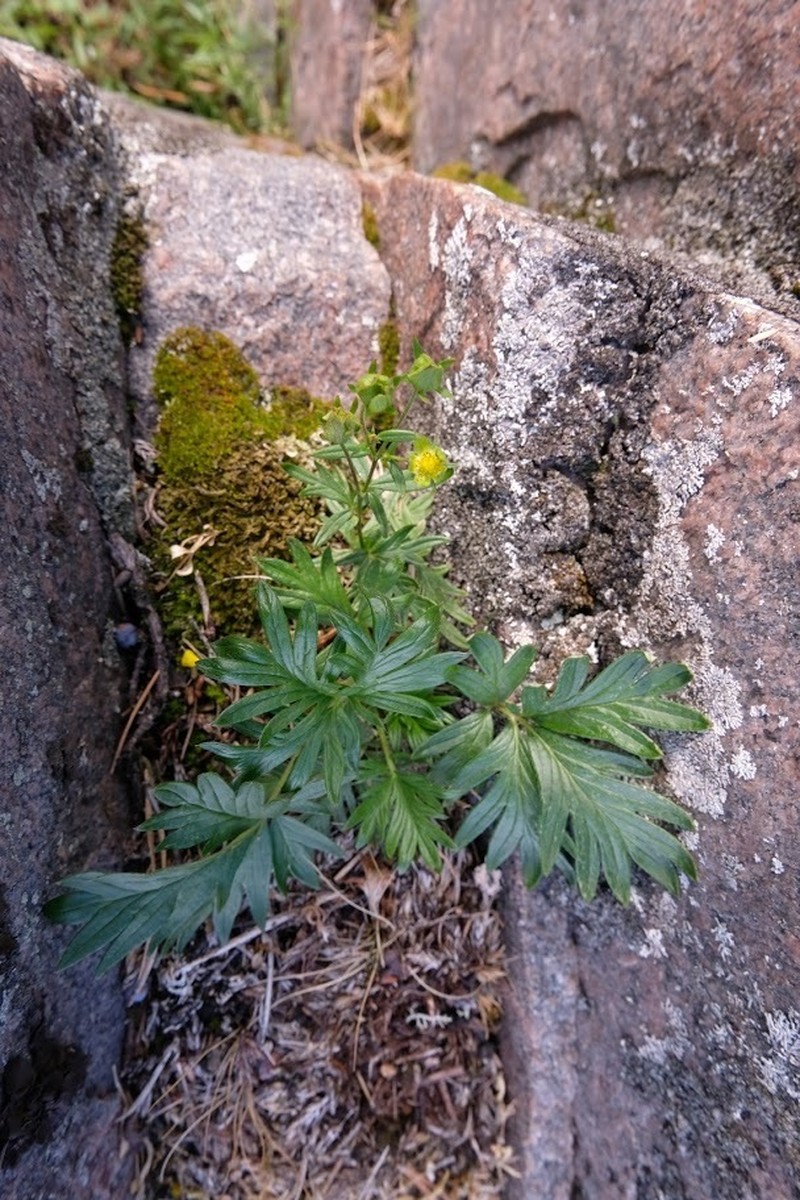 Potentilla arctica