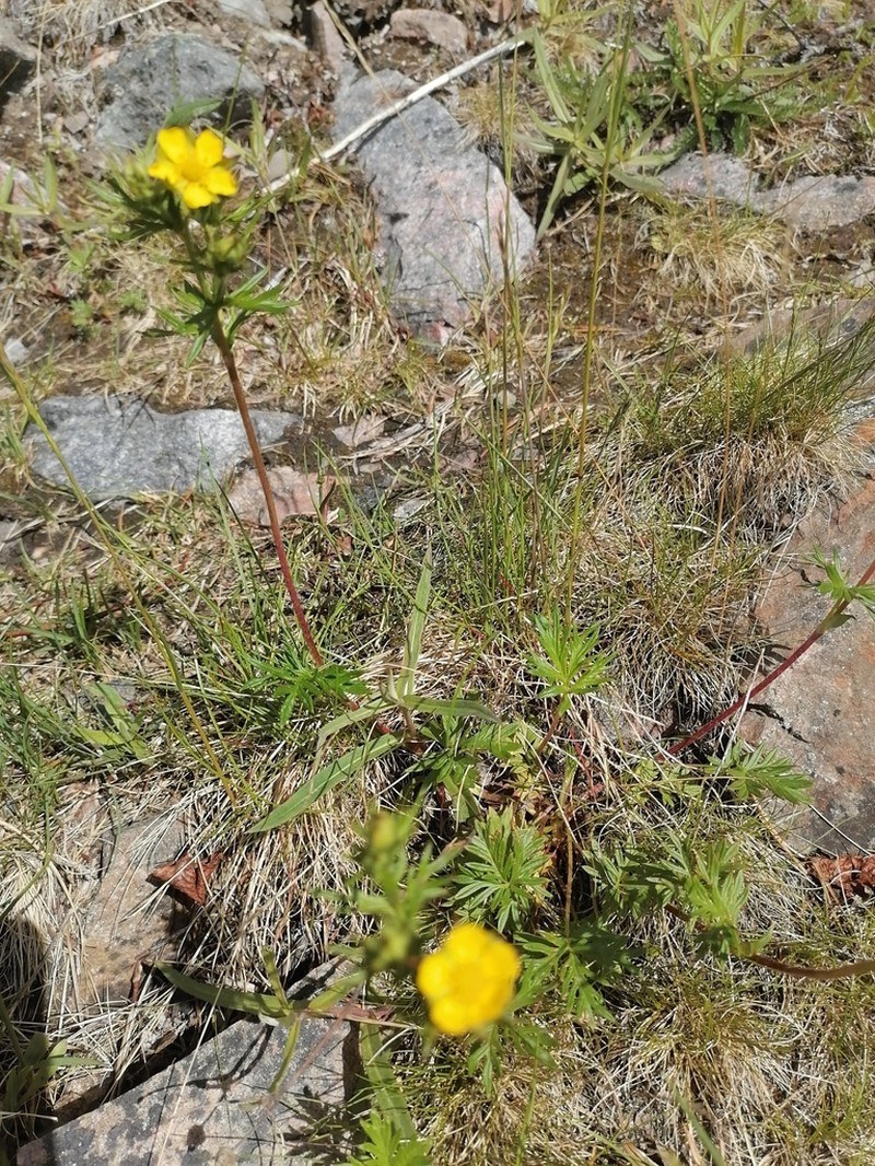 Potentilla arctica photo 2