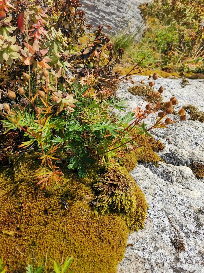 Potentilla arctica photo 3