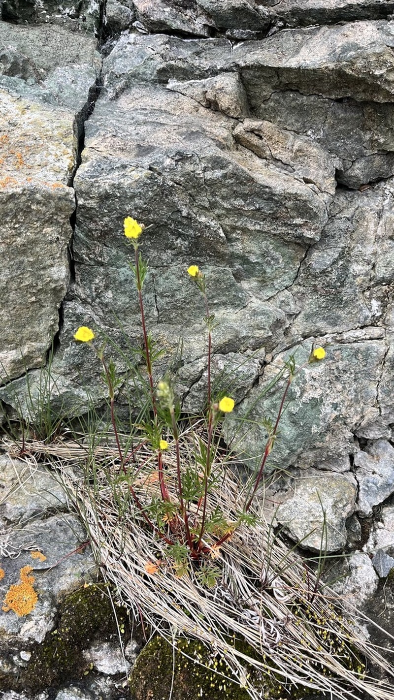 Potentilla arctica photo 4
