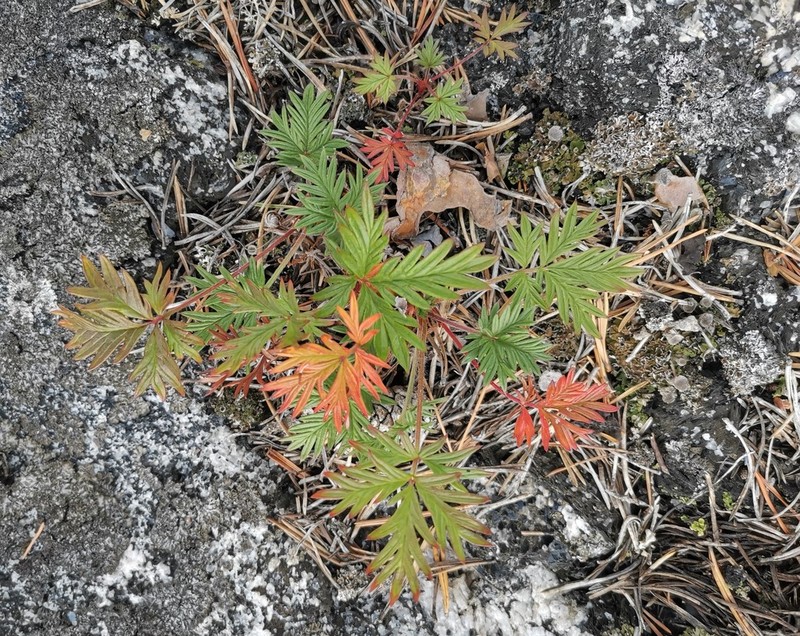 Potentilla arctica photo 5