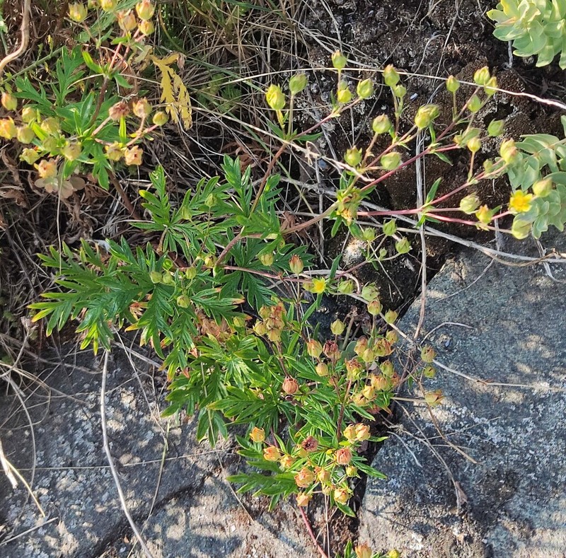 Potentilla arctica photo 6