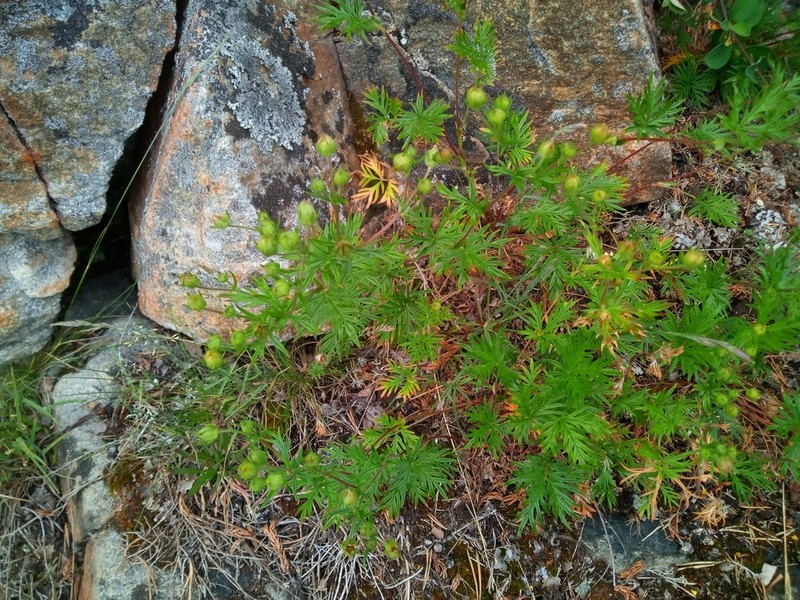 Potentilla arctica photo 7