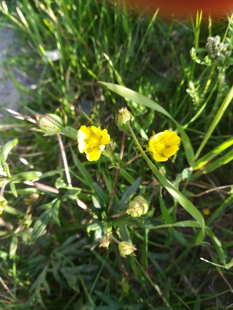 Potentilla arctica photo 8