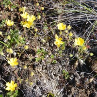 Potentilla arenosa