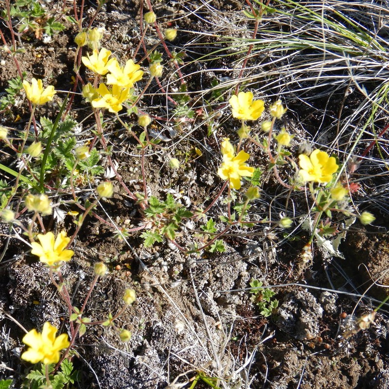 Potentilla arenosa