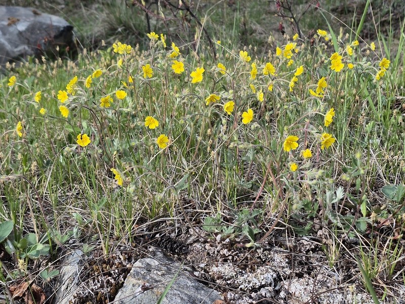 Potentilla arenosa photo 2