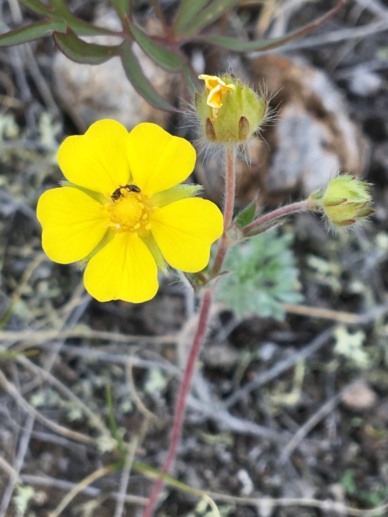Potentilla arenosa photo 3