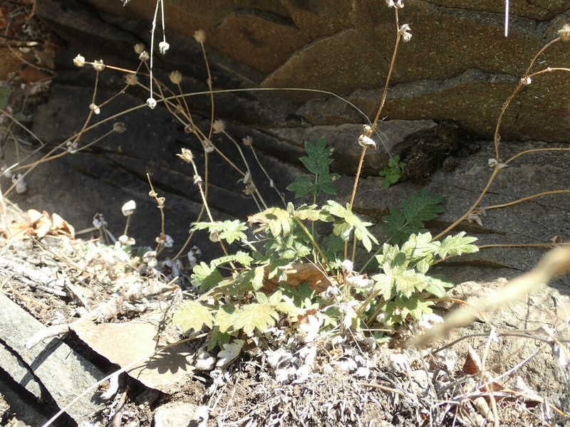 Potentilla arenosa photo 4
