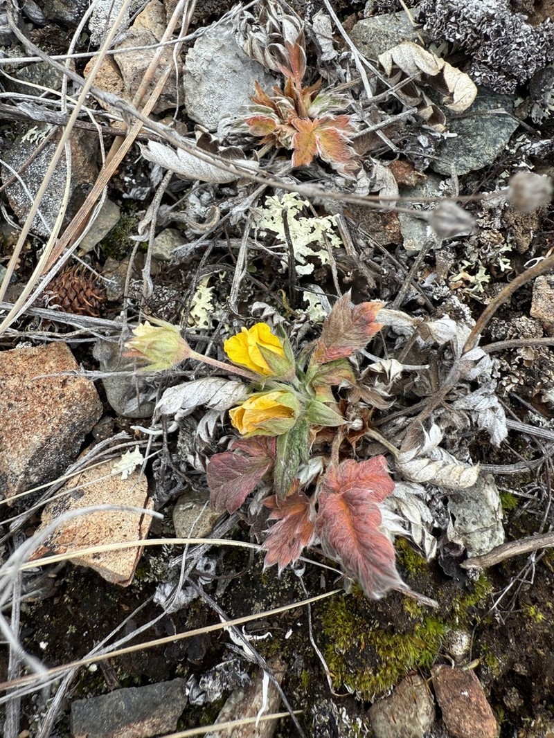Potentilla arenosa photo 5