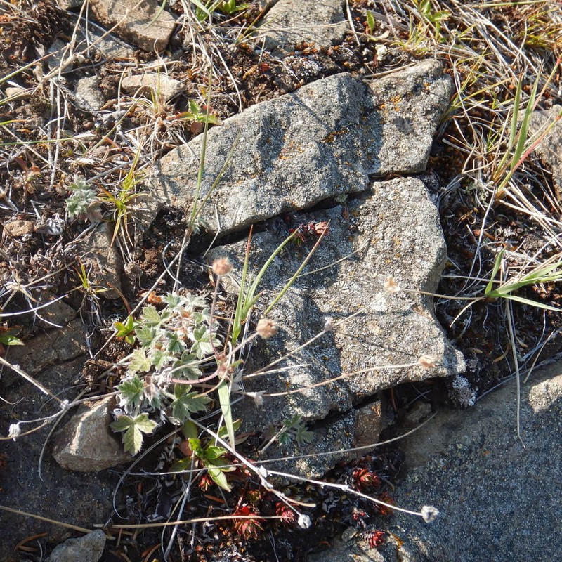 Potentilla arenosa photo 6