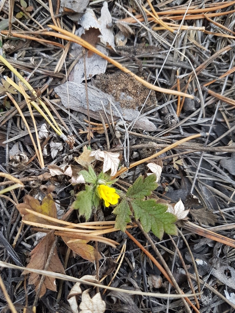 Potentilla arenosa photo 7