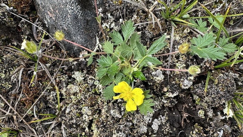 Potentilla arenosa photo 8