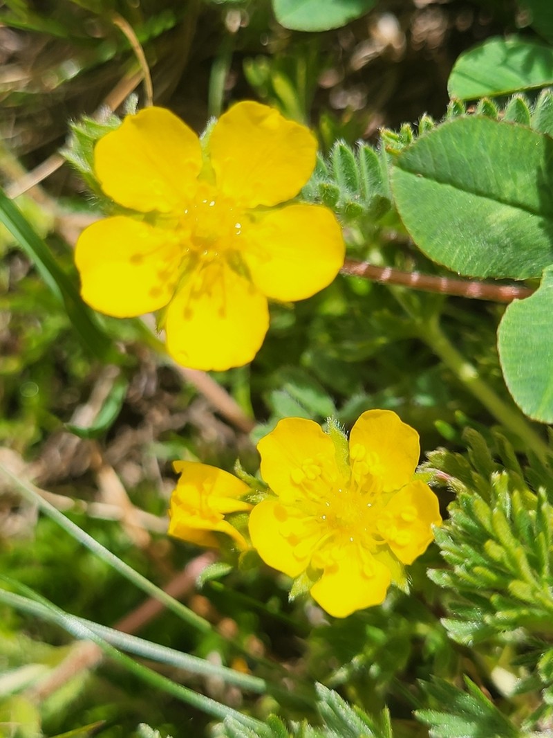 Potentilla argaea photo 2