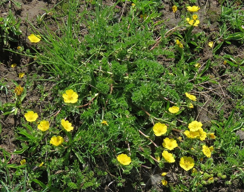 Potentilla argaea photo 3