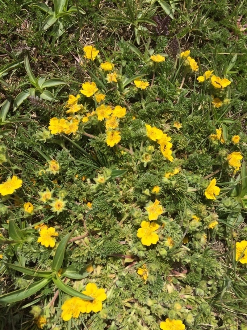 Potentilla argaea photo 4